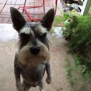 Meet your Posher, Delfino